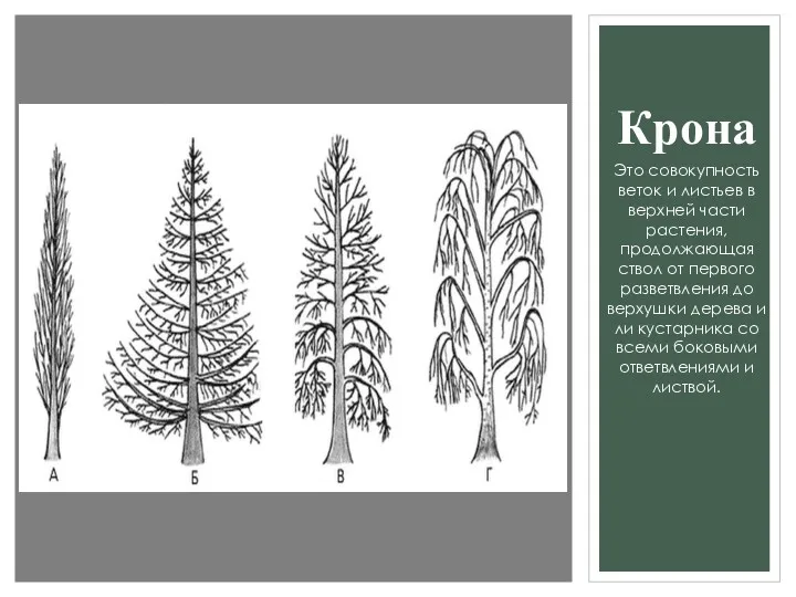 Крона Это совокупность веток и листьев в верхней части растения,