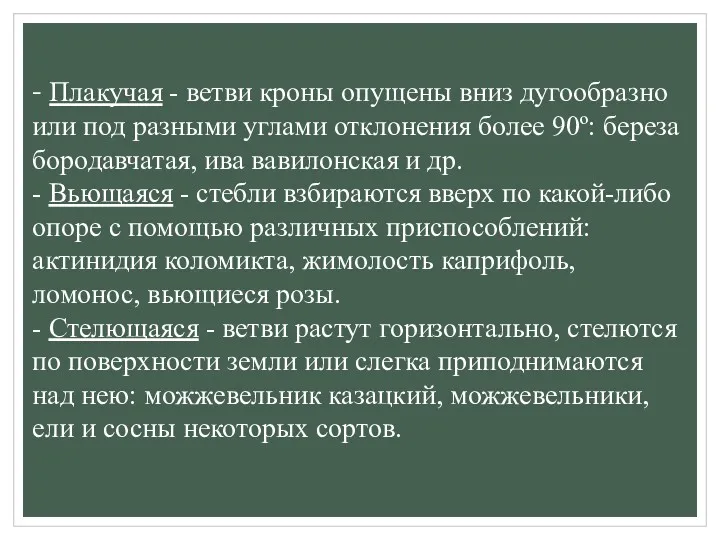 - Плакучая - ветви кроны опущены вниз дугообразно или под