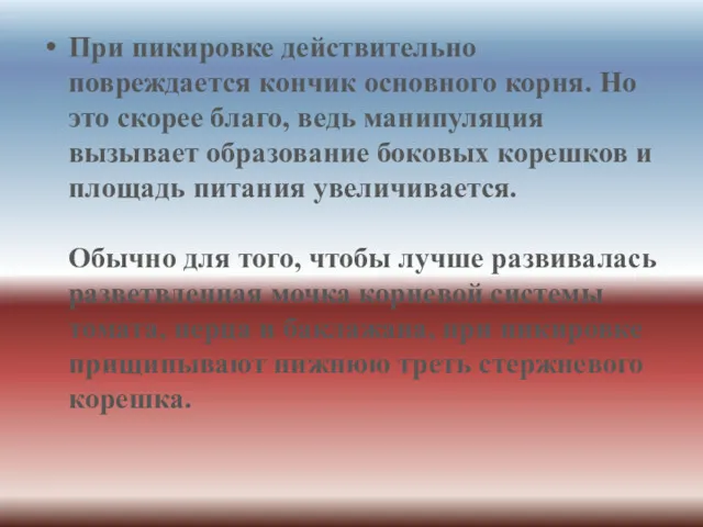 При пикировке действительно повреждается кончик основного корня. Но это скорее