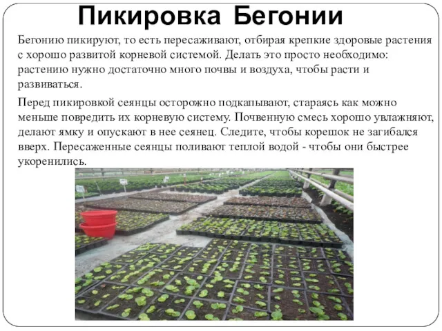 Пикировка Бегонии Бегонию пикируют, то есть пересаживают, отбирая крепкие здоровые растения с хорошо