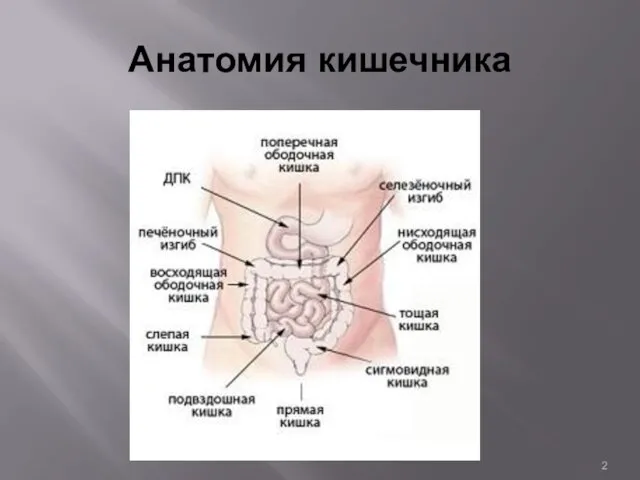 Анатомия кишечника