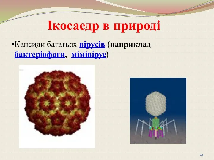 Ікосаедр в природі Капсиди багатьох вірусів (наприклад бактеріофаги, мімівірус)