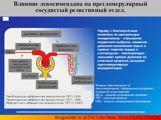 Влияние левосимендана на прегломерулярный сосудистый резистивный отдел. Bragadottir et al