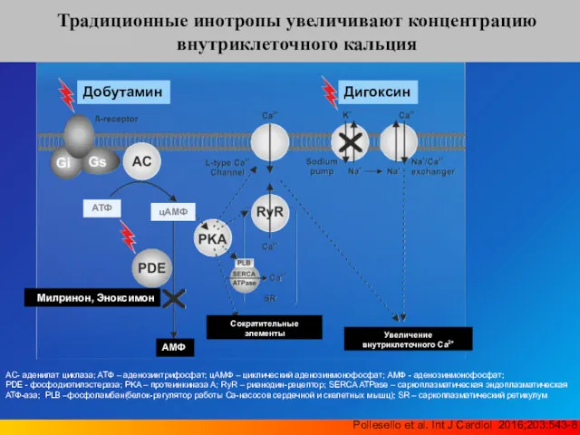 Pollesello et al. Int J Cardiol 2016;203:543-8 Традиционные инотропы увеличивают