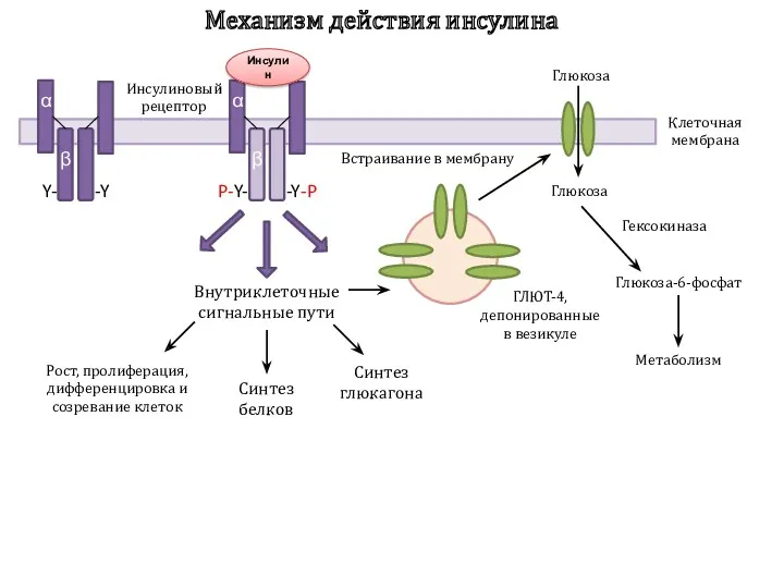 Механизм действия инсулина Клеточная мембрана α β Y- -Y Инсулиновый рецептор α β