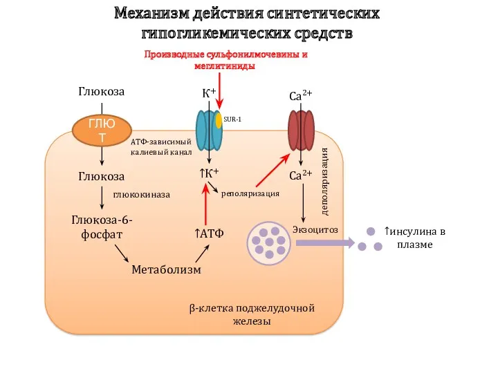 Механизм действия синтетических гипогликемических средств β-клетка поджелудочной железы Глюкоза ГЛЮТ Глюкоза глюкокиназа Глюкоза-6-фосфат