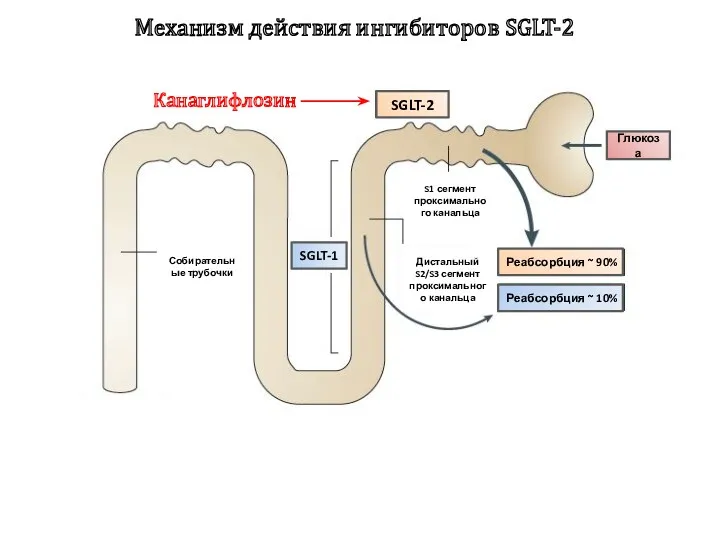 Механизм действия ингибиторов SGLT-2 Канаглифлозин Дистальный S2/S3 сегмент проксимального канальца S1 сегмент проксимального
