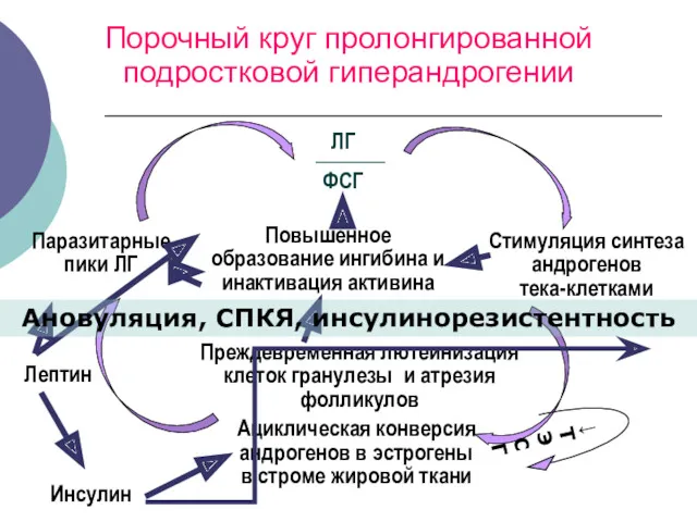 Порочный круг пролонгированной подростковой гиперандрогении ЛГ ФСГ Стимуляция синтеза андрогенов тека-клетками Ациклическая конверсия