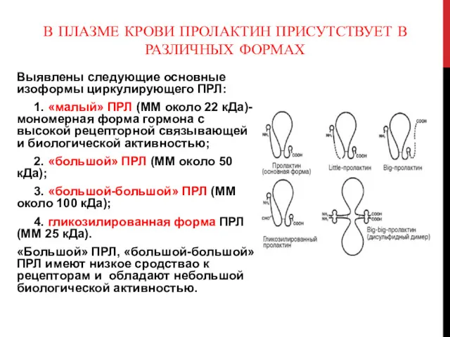 В ПЛАЗМЕ КРОВИ ПРОЛАКТИН ПРИСУТСТВУЕТ В РАЗЛИЧНЫХ ФОРМАХ Выявлены следующие