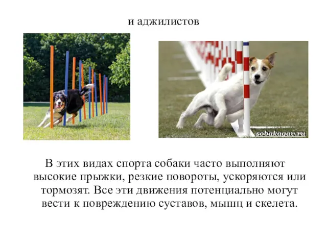 и аджилистов В этих видах спорта собаки часто выполняют высокие прыжки, резкие повороты,