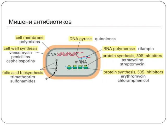 Мишени антибиотиков