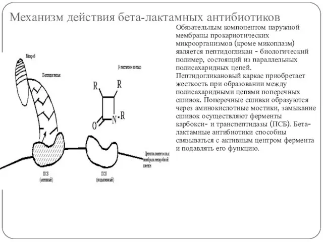 Механизм действия бета-лактамных антибиотиков Обязательным компонентом наружной мембраны прокариотических микроорганизмов