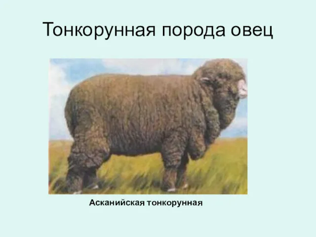 Тонкорунная порода овец Асканийская тонкорунная
