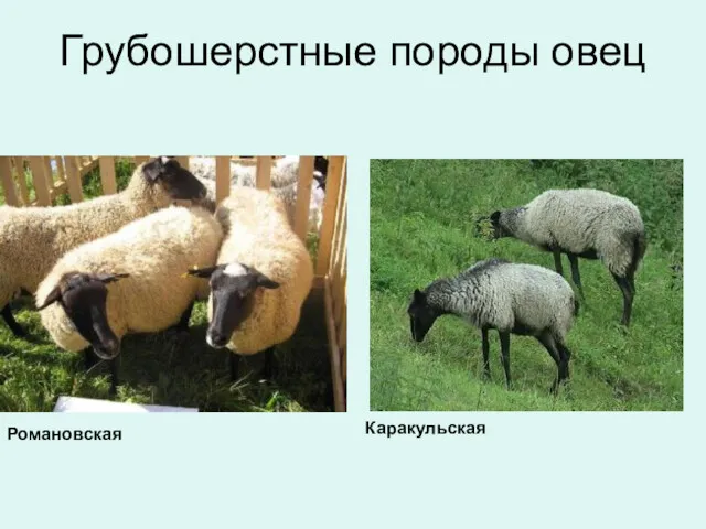 Грубошерстные породы овец Романовская Каракульская