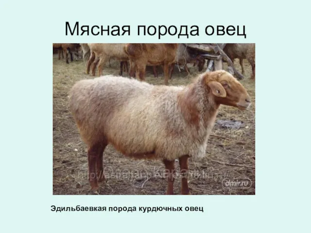 Мясная порода овец Эдильбаевкая порода курдючных овец