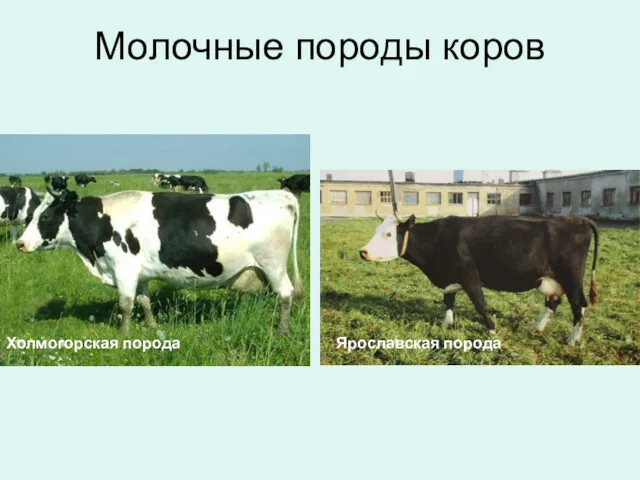 Молочные породы коров Ярославская порода Холмогорская порода