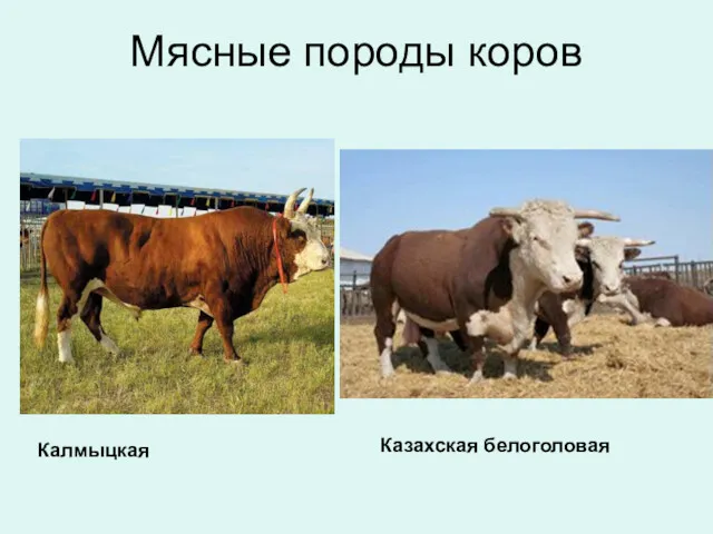 Мясные породы коров Казахская белоголовая Калмыцкая