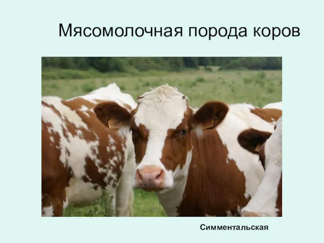Мясомолочная порода коров Симментальская