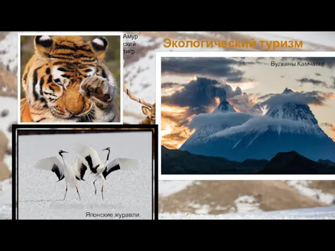 Экологический туризм Вулканы Камчатки Японские журавли Амурский тигр