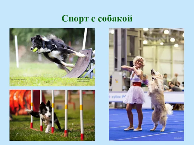 Спорт с собакой