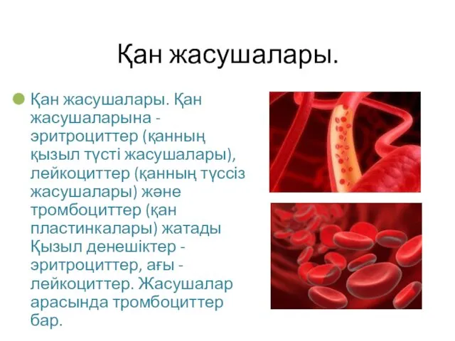 Қан жасушалары. Қан жасушалары. Қан жасушаларына - эритроциттер (қанның қызыл түсті жасушалары), лейкоциттер