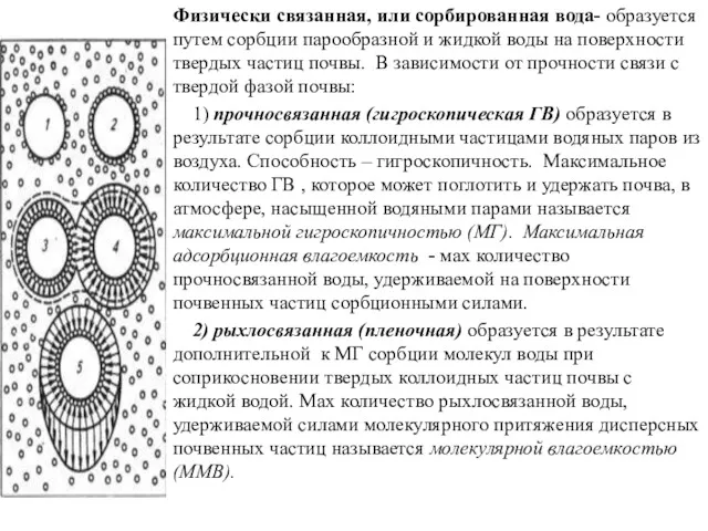 Физически связанная, или сорбированная вода- образуется путем сорбции парообразной и