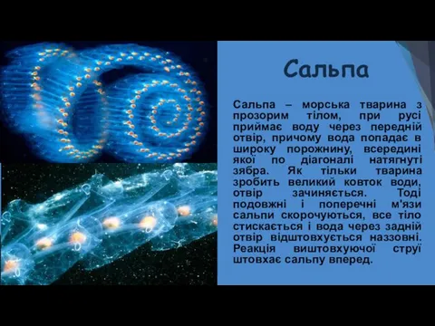 Сальпа Сальпа – морська тварина з прозорим тілом, при русі