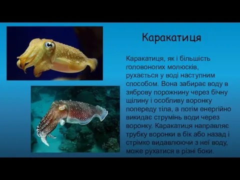 Каракатиця Каракатиця, як і більшість головоногих молюсків, рухається у воді