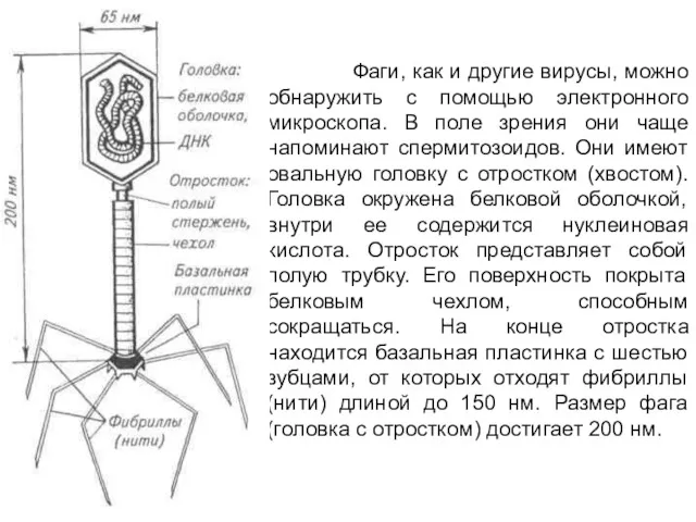 Фаги, как и другие вирусы, можно обнаружить с помощью электронного