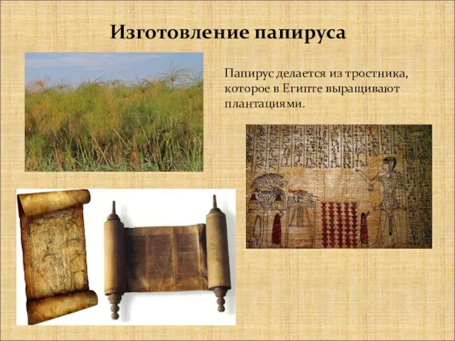 Изготовление папируса Папирус делается из тростника, которое в Египте выращивают плантациями.