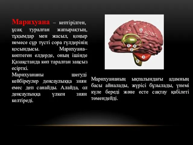 Марихуана – кептірілген, ұсақ туралған жапырақтың, тұқымдар мен жасыл, қоңыр