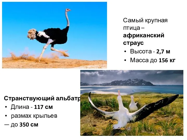 Самый крупная птица – африканский страус Высота - 2,7 м