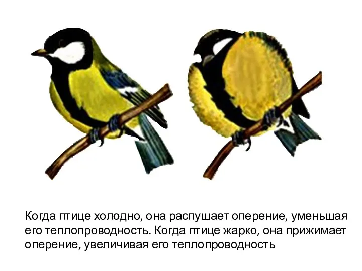 Когда птице холодно, она распушает оперение, уменьшая его теплопроводность. Когда