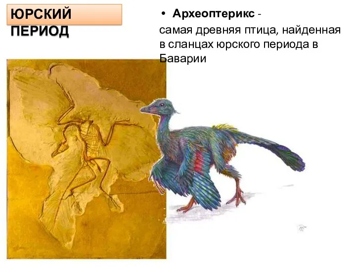 Археоптерикс - самая древняя птица, найденная в сланцах юрского периода в Баварии ЮРСКИЙ ПЕРИОД