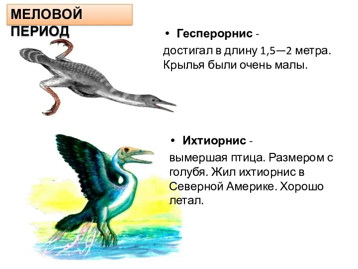 МЕЛОВОЙ ПЕРИОД Гесперорнис - достигал в длину 1,5—2 метра. Крылья