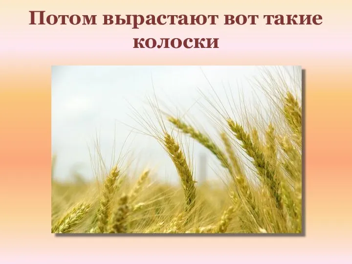 Потом вырастают вот такие колоски