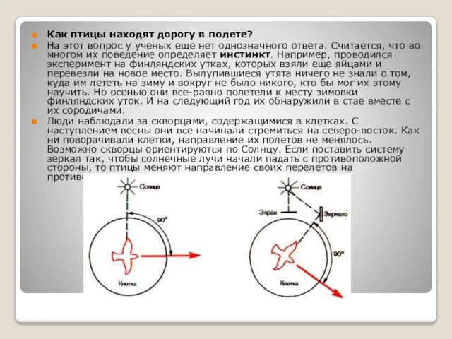 Как птицы находят дорогу в полете? На этот вопрос у