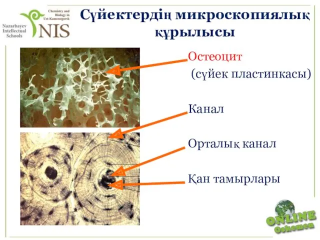 Сүйектердің микроскопиялық құрылысы Остеоцит (сүйек пластинкасы) Канал Орталық канал Қан тамырлары