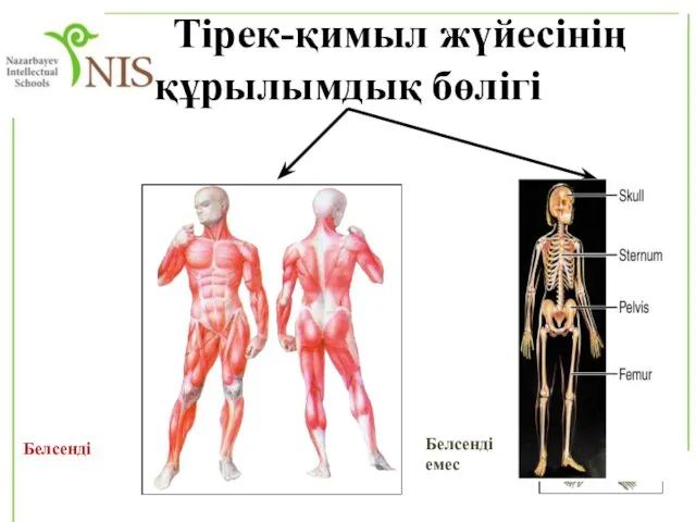 Тірек-қимыл жүйесінің құрылымдық бөлігі Белсенді Белсенді емес