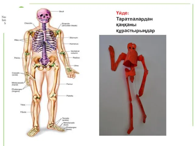 Үйде: Таратпалардан қаңқаны құрастырыңдар