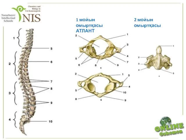 1 мойын омыртқасы АТЛАНТ 2 мойын омыртқасы