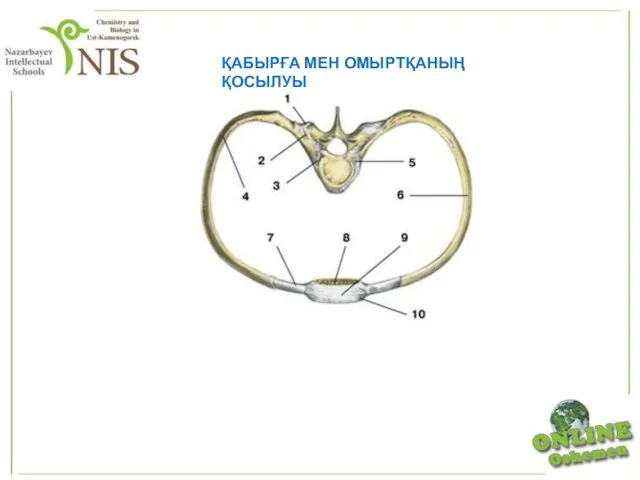 ҚАБЫРҒА МЕН ОМЫРТҚАНЫҢ ҚОСЫЛУЫ