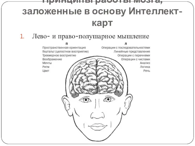 Принципы работы мозга, заложенные в основу Интеллект-карт Лево- и право-полушарное мышление