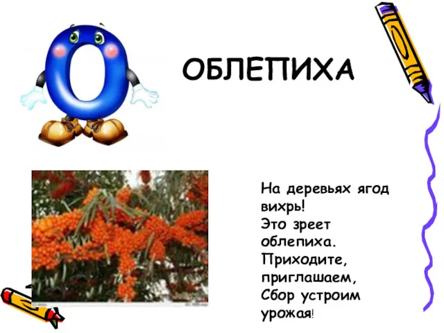 ОБЛЕПИХА На деревьях ягод вихрь! Это зреет облепиха. Приходите, приглашаем, Сбор устроим урожая!