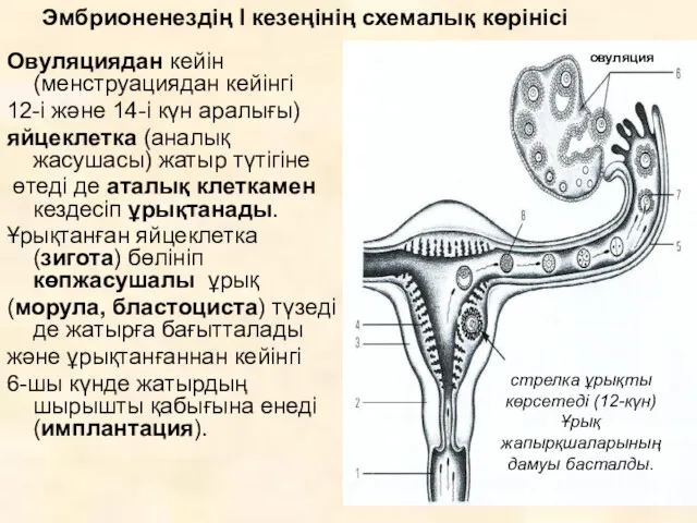 Овуляциядан кейін (менструациядан кейінгі 12-і және 14-і күн аралығы) яйцеклетка (аналық жасушасы) жатыр