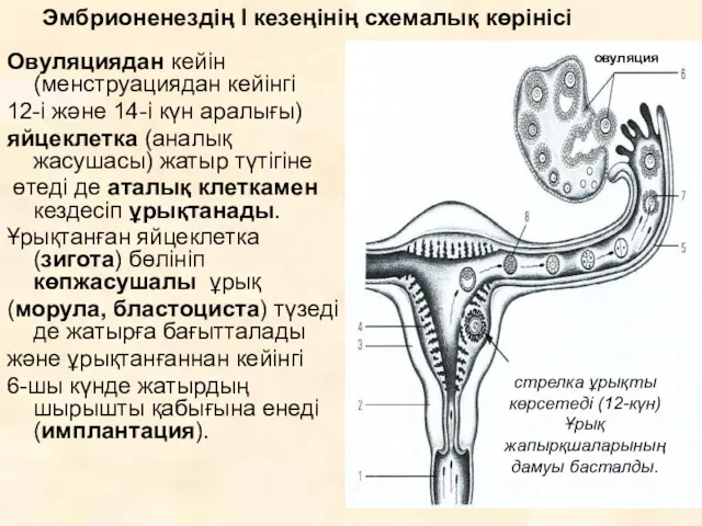 Овуляциядан кейін (менструациядан кейінгі 12-і және 14-і күн аралығы) яйцеклетка