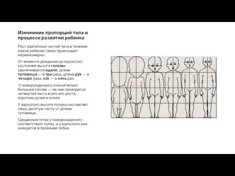 Изменение пропорций тела в процессе развития ребенка Рост различных частей