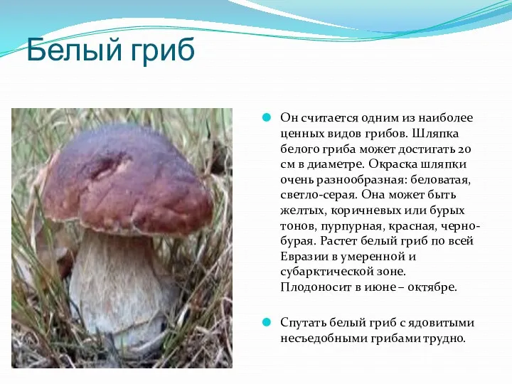 Белый гриб Он считается одним из наиболее ценных видов грибов.