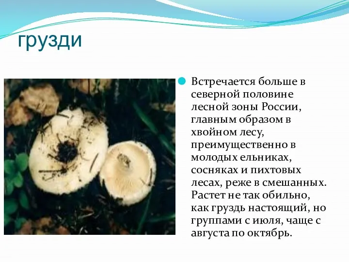 грузди Встречается больше в северной половине лесной зоны России, главным