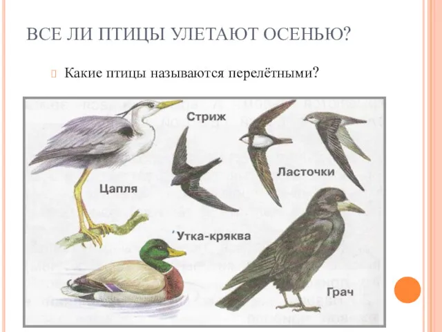 ВСЕ ЛИ ПТИЦЫ УЛЕТАЮТ ОСЕНЬЮ? Какие птицы называются перелётными?